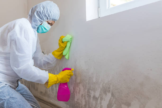 Best Environmental Consulting for Mold Prevention  in Eureka Springs, AR